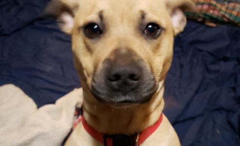 K-9 Stray Rescue League