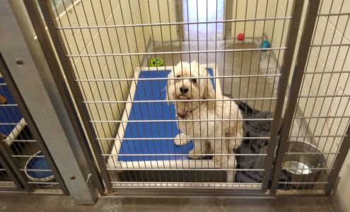 Buddy Dog Humane Society Inc