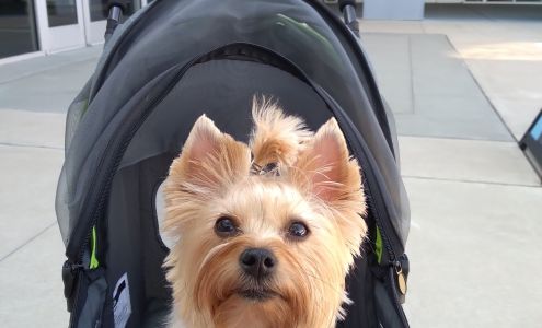 Grooming By House of Phideau