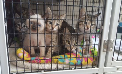 Clowder House Foundation