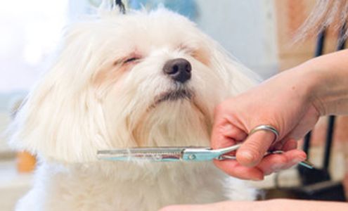 Amity Valley Kennels