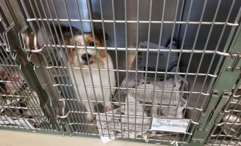 Mississippi Animal Rescue