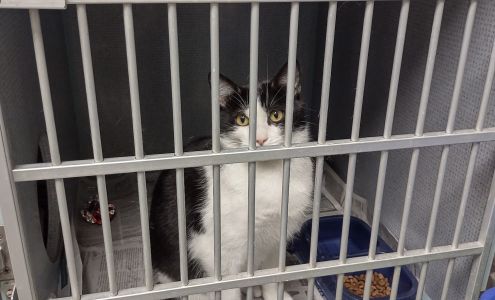 Southaven City Animal Shelter