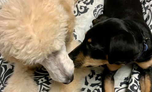 Suds N Hugs All Natural Pet Grooming