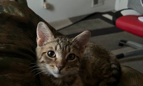 Friends-Linden Animal Shelter