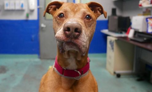 Animal Care Centers of NYC - Staten Island 3139 Veterans Rd W, Staten Island