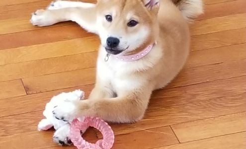 Empire Puppies Flushing