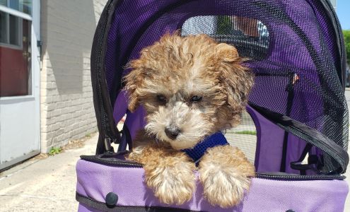 The Pet Doctor of Flushing