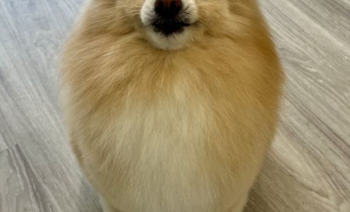 Bobby & Paws Pet Studio