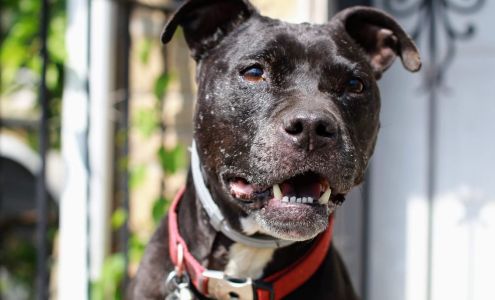 The Town of North Hempstead Animal Shelter