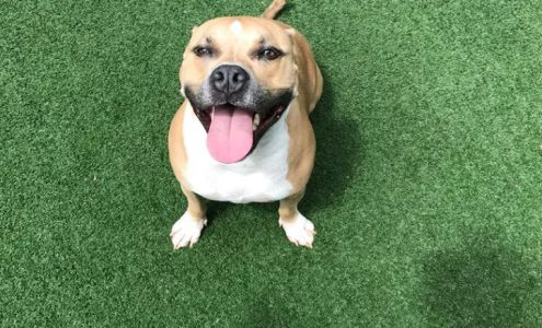 Suite Paws Pet Resort & Spa