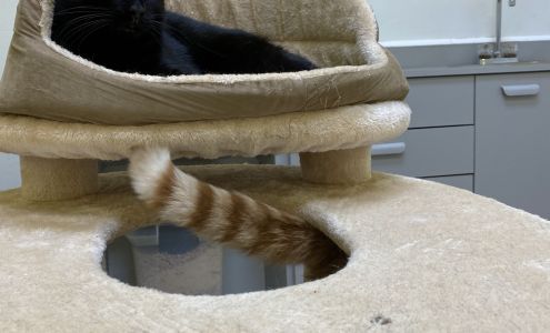 Cat Angels Pet Adoptions