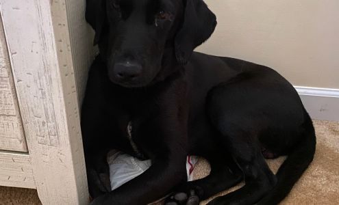 New Hanover Humane Society