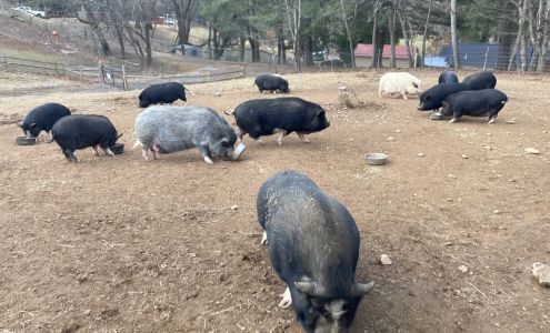 Animal Haven of Asheville