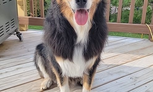 Paws & Perms Pet Salon LLC