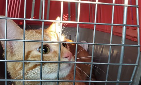 Humane Society of Catawba County