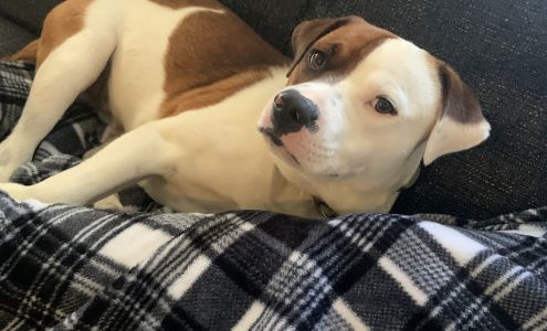 Common Sense For Animals Stewartsville