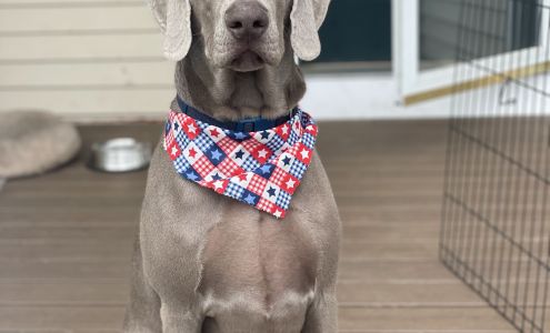 Tails Above the Rest