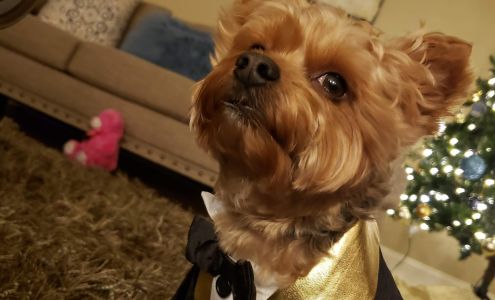 Antonia's Paw Spa & Retreat