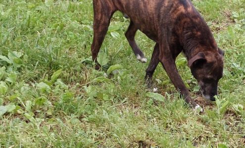 Red Fern Animal Shelter