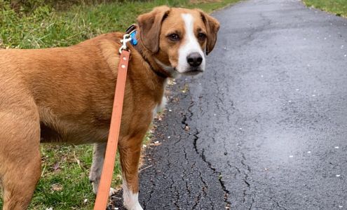 Pets Without Parents- Visits by Appointment