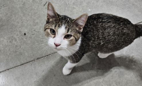 Cozy Cat Cottage Adoption Center