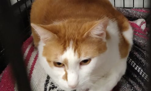 Henry County Humane Society