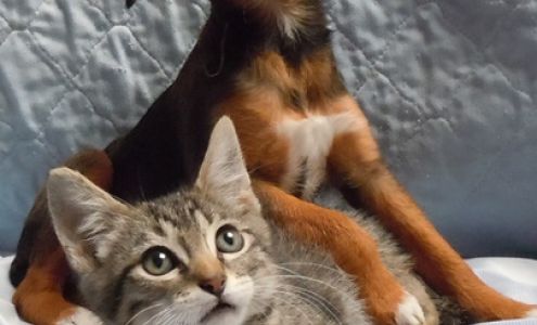 Humane Society of Dallas, aka Dog n Kitty City