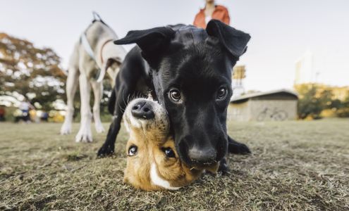 Thrive Pet Healthcare