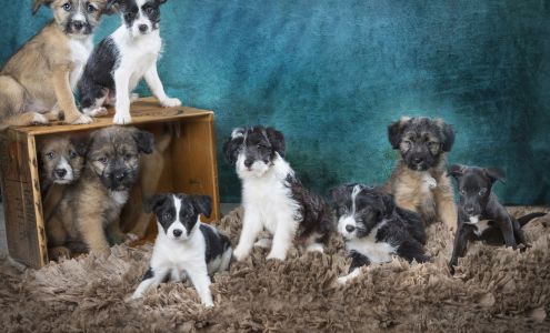 Fuzzy Friends Rescue