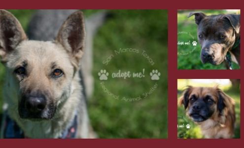 San Marcos Regional Animal Shelter