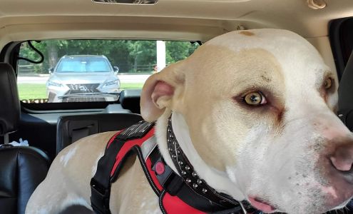 Affectionate Grooming