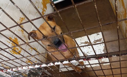 Lawton Animal Welfare