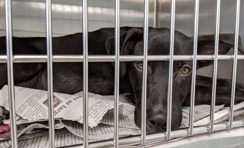 Greenville Humane Society