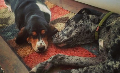 Hound Hearts Dog Daycare