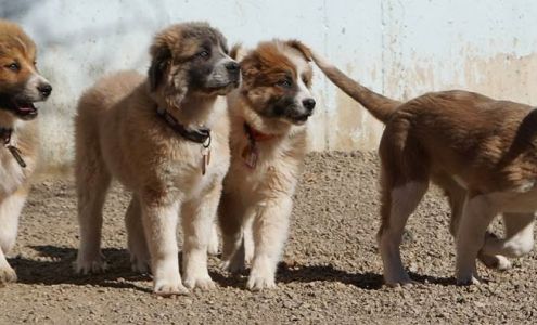 Second Chance for Homeless Pets