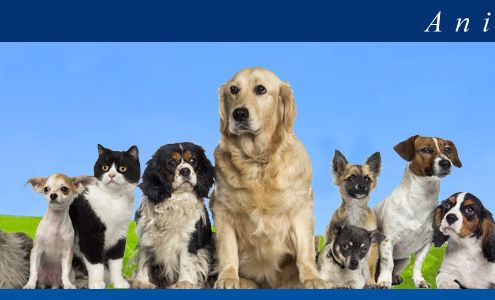 Jackson County Animal Services