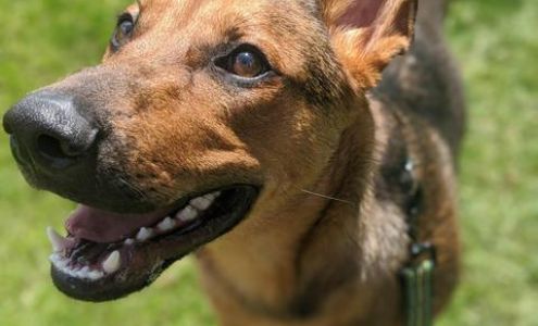 Circle of Friends Animal Shelter Medical Center