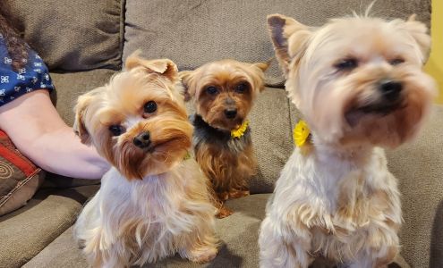 Robin's Grooming Nest