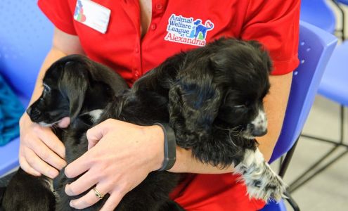 Animal Welfare League of Alexandria