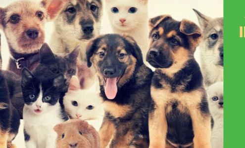 Humane Society of Sheboygan County