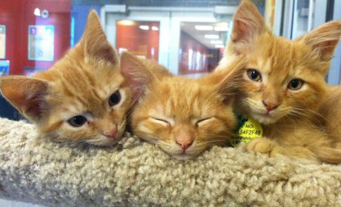 Wisconsin Humane Society Ozaukee Campus Saukville