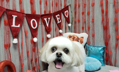 Green Dog Grooming LLC