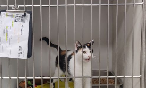 Tri-Cities Animal Shelter