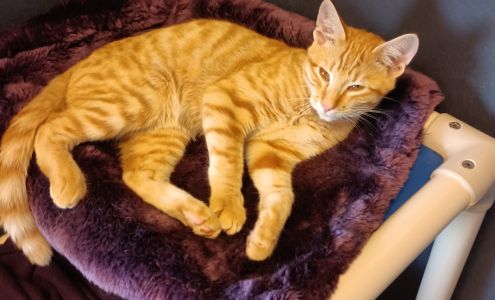 Auburn Valley Humane Society