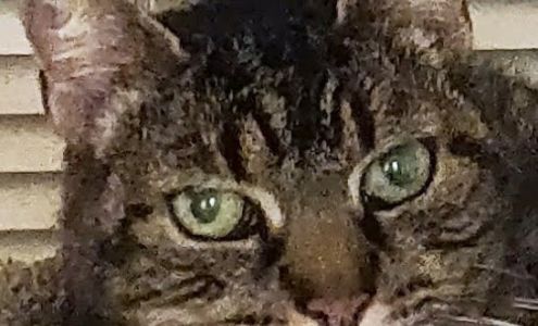 Boulevard Pet Hospital