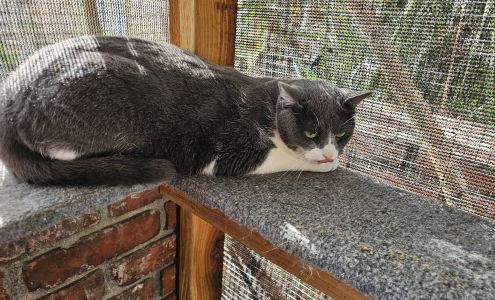 Cat People and Pawsitively Cats Sanctuary