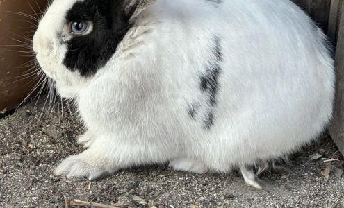 Bunny Bunch Boutique & Bunny Bunch Rescue Orange County