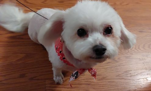 Dee's All Breed Grooming