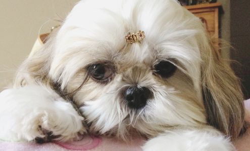 Vickie's Pampered Pet